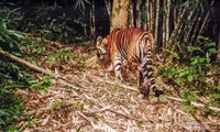 Nghi vấn xuất hiện 2 con hổ ở Sơn La