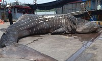 Xác cá voi dài 8m dạt vào bờ biển Nghệ An