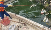 Vì sao tiếp tục xuất hiện cá chết tại hồ Tây?