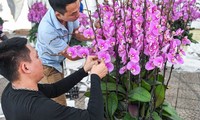 Cắm hoa lan thuê dịp Tết, bỏ túi cả triệu đồng một ngày ở Hà Nội