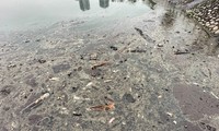 The lake in the 'unique Southeast Asia' park smells of dead fish