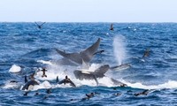 Ngoạn mục cảnh cá voi xanh 16m bị 70 cá voi sát thủ truy sát và hủy diệt 
