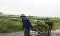 Người dân Hà Tĩnh hối hả thu hoạch lúa sớm để chạy bão số 4