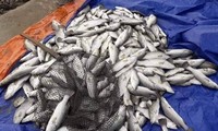 Nhiều hộ dân Hà Tĩnh trắng tay khi 100 tấn cá nuôi bất ngờ chết trong đêm