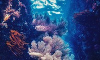Chiêm ngưỡng san hô tuyệt đẹp dưới đáy biển Việt Nam