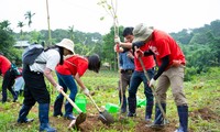 Trồng 200 cây phong linh ở Vườn Quốc gia Ba Vì