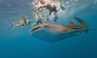 Nhiều quốc gia bảo vệ nghiêm ngặt loài cá mập bị xẻ thịt ở Thanh Hóa