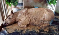 Cá thể tê giác Sumatra cuối cùng của Malaysia chết hôm 24/11.