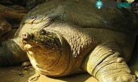 Hình ảnh mới nhất về rùa Hoàn Kiếm ở hồ Đồng Mô