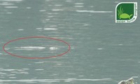Bức ảnh ghi nhận cá thể rùa Hoàn Kiếm thứ 2 ở hồ Đồng Mô. Ảnh: ATP cung cấp.