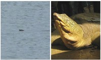 Cá thể rùa Hoàn Kiếm được phát hiện tại hồ Xuân Khanh (trái) và một loài rùa khác tại hồ Đồng Mô (phải). Ảnh: ATP