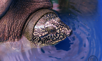 Cận ảnh đầu và vân cá thể rùa Hoàn Kiếm được bẫy bắt tại hồ Đồng Mô. Ảnh: WCS Việt Nam.