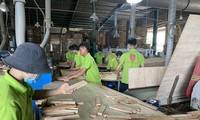 Công nhân sản xuất gỗ ván cao su ghép