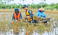 Chiến sỹ Trung đoàn tên lửa ngâm mình gặt lúa giúp dân vùng rốn lũ Chương Mỹ