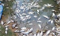 Cá lại chết trắng trên sông Giêng ở Bình Thuận: Ô nhiễm nghiêm trọng
