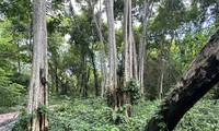 Vào vùng lõi hơn 600 ha rừng ở Bình Thuận được khai thác làm hồ thủy lợi Ka-Pét