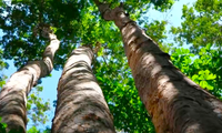 Bình Thuận lấy hơn 600 ha rừng xây hồ thuỷ lợi Ka-Pét: Gỗ được xử lý như thế nào?