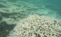 San hô biển Côn Đảo bị tẩy trắng, chết diện rộng