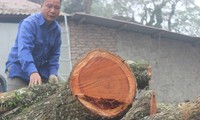 Hà Nội chặt hạ cây sưa giá trăm tỷ lấy gỗ đấu giá