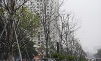 Hàng cây phong lá đỏ sắp bị thay thế ở Hà Nội