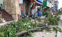 Hà Nội: Cây xanh vỉa hè bị đào, chặt như ‘đốn củi’