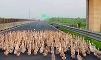 Hàng trăm con vịt &apos;đại náo&apos; cao tốc Trung Lương - Mỹ Thuận