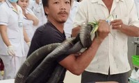 Con rắn quấn chặt cánh tay người đàn ông