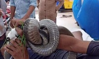 Con rắn hổ chúa quấn chặt tay bệnh nhân