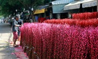 Đào nhuộm chưng tết rực rỡ tại chợ hoa Đầm Sen