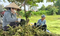 Bất ngờ hình ảnh người dân gặt lúa, chăn vịt... giữa những khu đất &apos;kim cương&apos; ở TPHCM