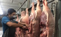 Giá thịt heo lao dốc 