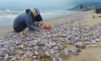 Hàng tấn sò tím dạt vào bờ biển Hà Tĩnh, người dân đổ xô nhặt &apos;lộc trời&apos;