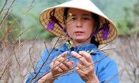 Mai vàng Hà Tĩnh được giá, nông dân lắp camera đề phòng trộm cây