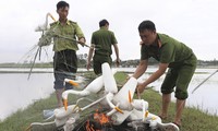 Lội ruộng, leo cây tháo dỡ ‘ma trận’ bẫy chim trời ở Hà Tĩnh