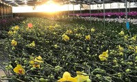 600 cành hoa lan hồ điệp với 7 màu được trồng tại các trang trại ở Lâm Đồng, Ninh Thuận đã khoe sắc tại Đại hội