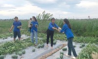 &apos;Áo xanh&apos; đi từng ngõ tuyên truyền ứng phó siêu bão YAGI, giúp thu hoạch nông sản