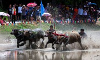 Thái Lan mở đầu mùa lúa bằng lễ hội đua trâu gay cấn