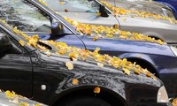 Lá cây rụng gây nguy hại tới ô tô thế nào?