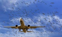 Chi hàng trăm triệu lắp máy đuổi chim hoành hành ở sân bay 