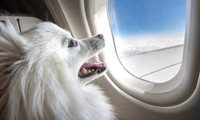 Chi 200 triệu đồng mua vé máy bay cho thú cưng