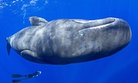 Một mình “đột nhập” hang ổ cá voi khổng lồ 