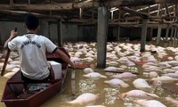 Hàng nghìn con lợn của trang trại ở Thanh Hóa chết đuối trong lũ