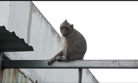 Bầy khỉ hoang náo loạn người dân Sài Gòn