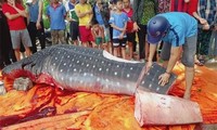 Hình ảnh con cá voi được ngư dân xẻ thịt bày bán lan truyền trên mạng xã hội.