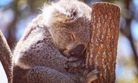 Trên toàn thế giới, chỉ có một đất nước duy nhất may mắn có sự xuất hiện của Koala, đó là nước Úc