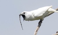 1001 thắc mắc: Loài chim nào hót gọi bạn tình ồn hơn máy bay cất cánh?