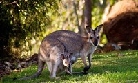 1001 thắc mắc: Kangaroo kì lạ tới mức nào?