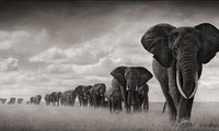1001 thắc mắc: Vì sao voi mang thai lâu nhất trong các loài?