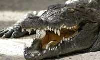 Cá sấu sông Nile giành “ngôi vị quán quân” với chiếc hàm khỏe nhất