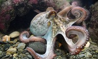 1001 thắc mắc: Vì sao nói bạch tuộc có khả năng ngụy trang hoàn hảo?
